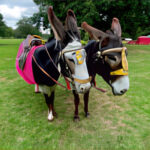 Donkeys at Picnic in the Park