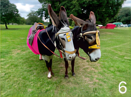 Donkeys at Picnic in the Park